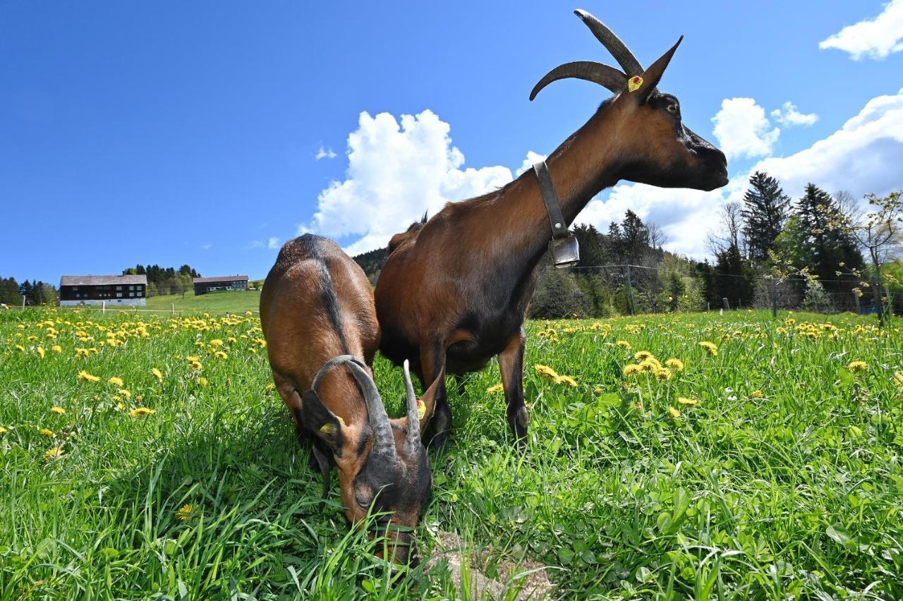 Bauernhof Bilgeri Farm stay Hittisau
