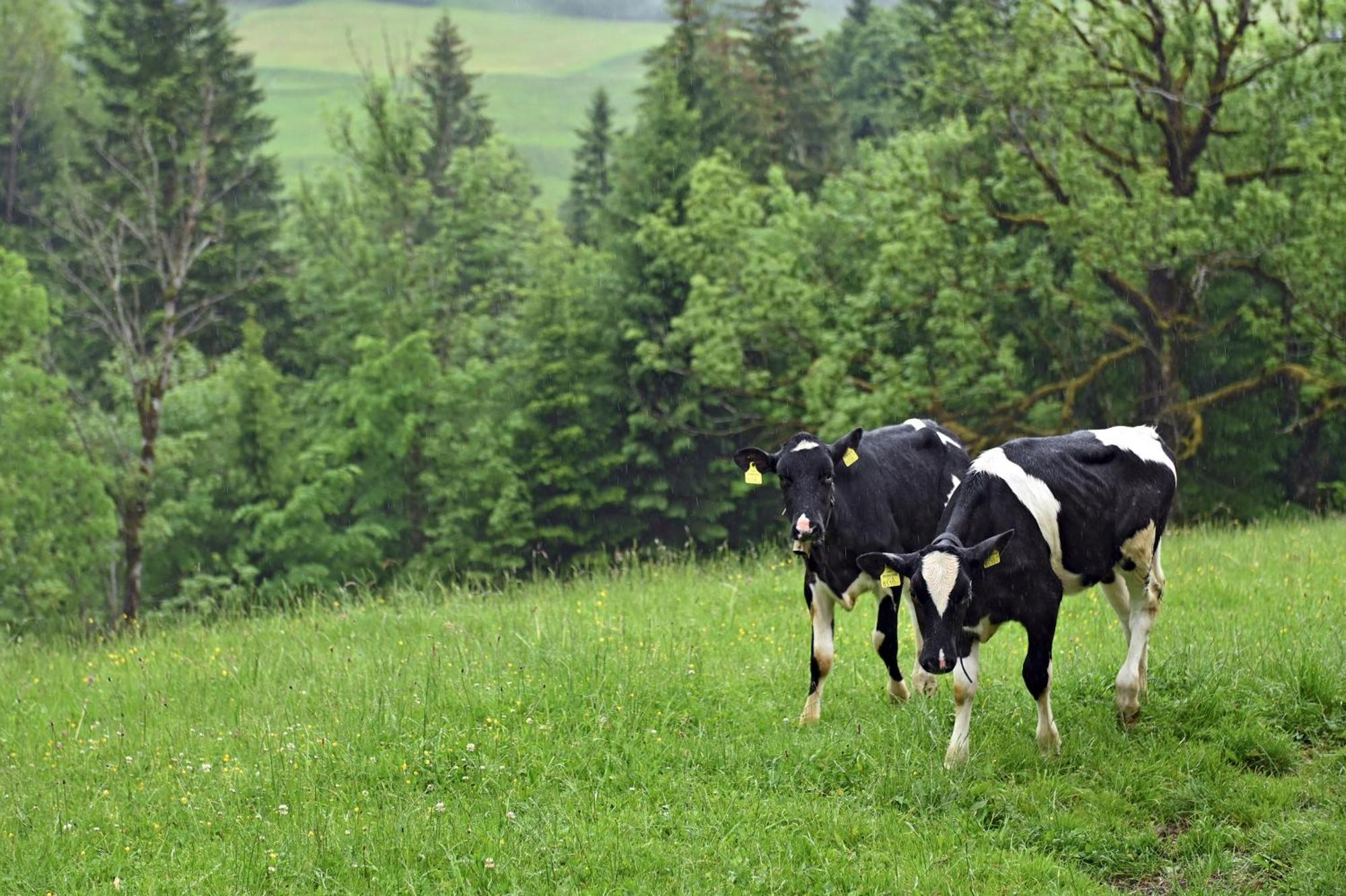 Bauernhof Bilgeri Farm stay Hittisau